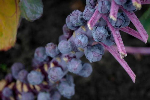 基因組編輯專(zhuān)利問(wèn)題 技術(shù)咨詢視角下糧食未來(lái)的隱憂